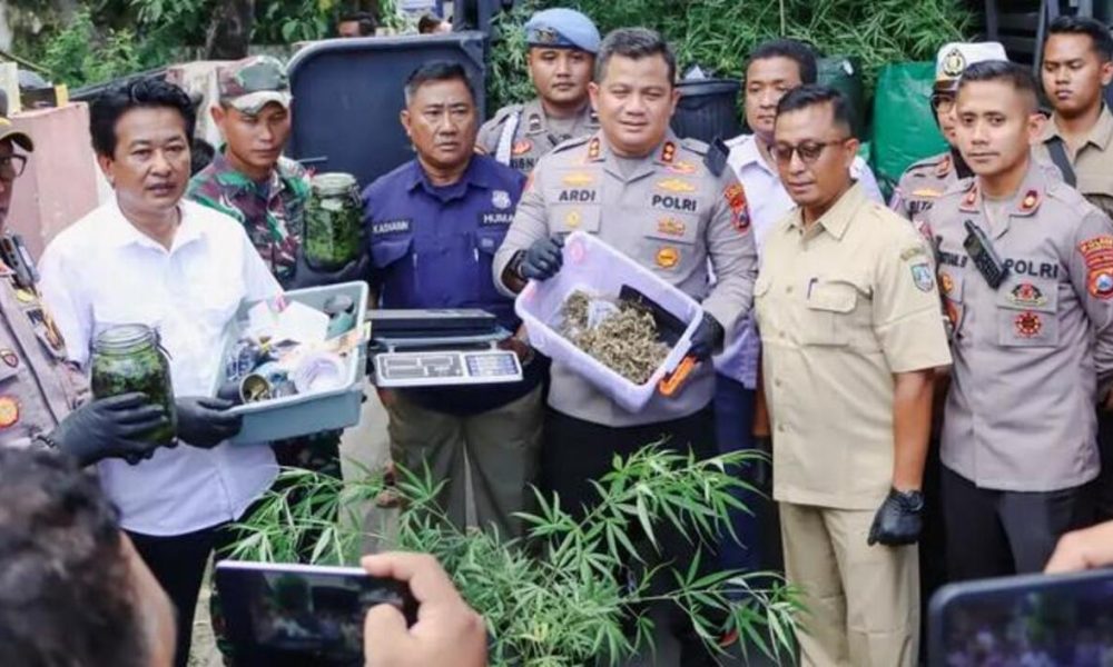 Budidaya Ganja di Rumah Kontrakan Digerebek, 110 Batang Disita