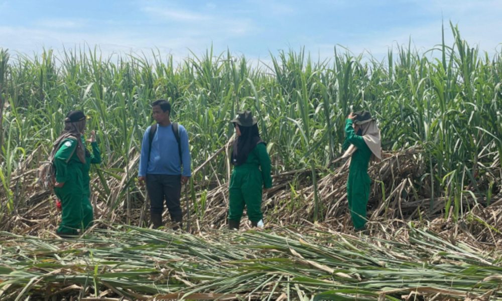 Kementan Sebut Produksi Gula 2025 Capai 2,67 Juta Ton