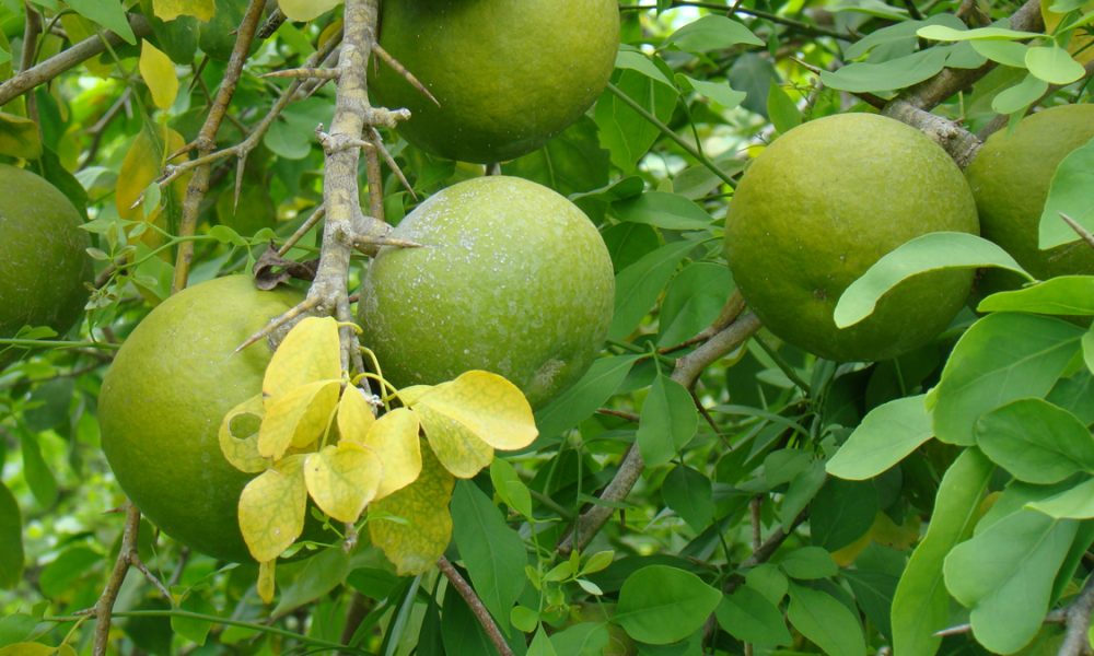 Pohon Maja dan Buah yang Pahit