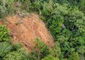 WALHI Pertanyakan Skema Biodiversity PT AP Milik Jardine