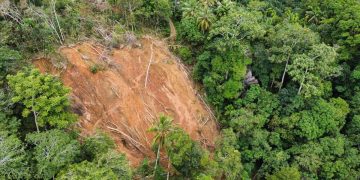 WALHI Pertanyakan Skema Biodiversity PT AP Milik Jardine