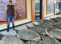 Polda Bali Gagalkan Penyelundupan 22 Ekor Penyu Hijau di Perairan Pulau Serangan
