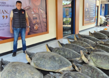 Polda Bali Gagalkan Penyelundupan 22 Ekor Penyu Hijau di Perairan Pulau Serangan